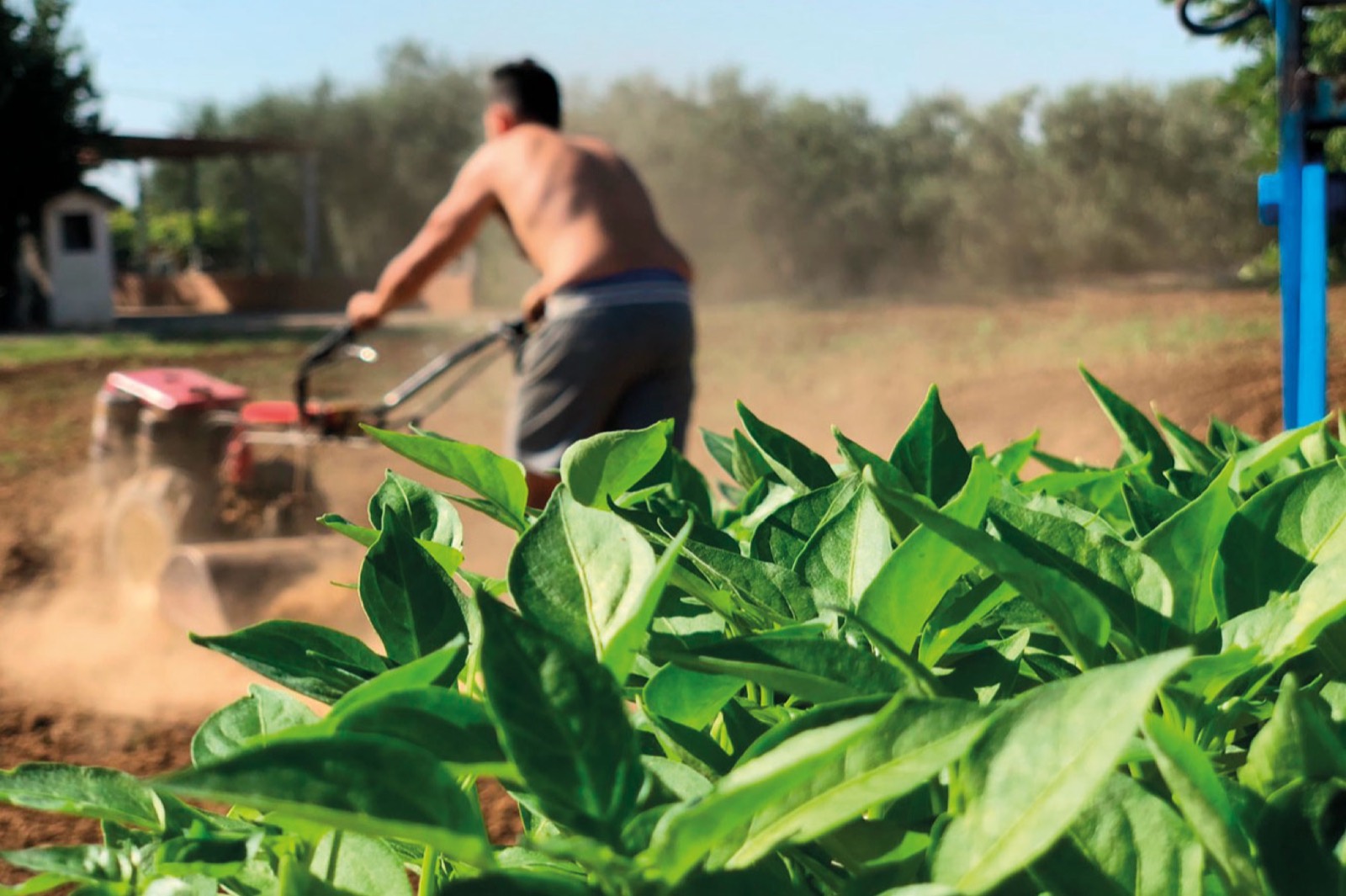 La lavorazione della terra con una motozappa, dietro le piante di peperone