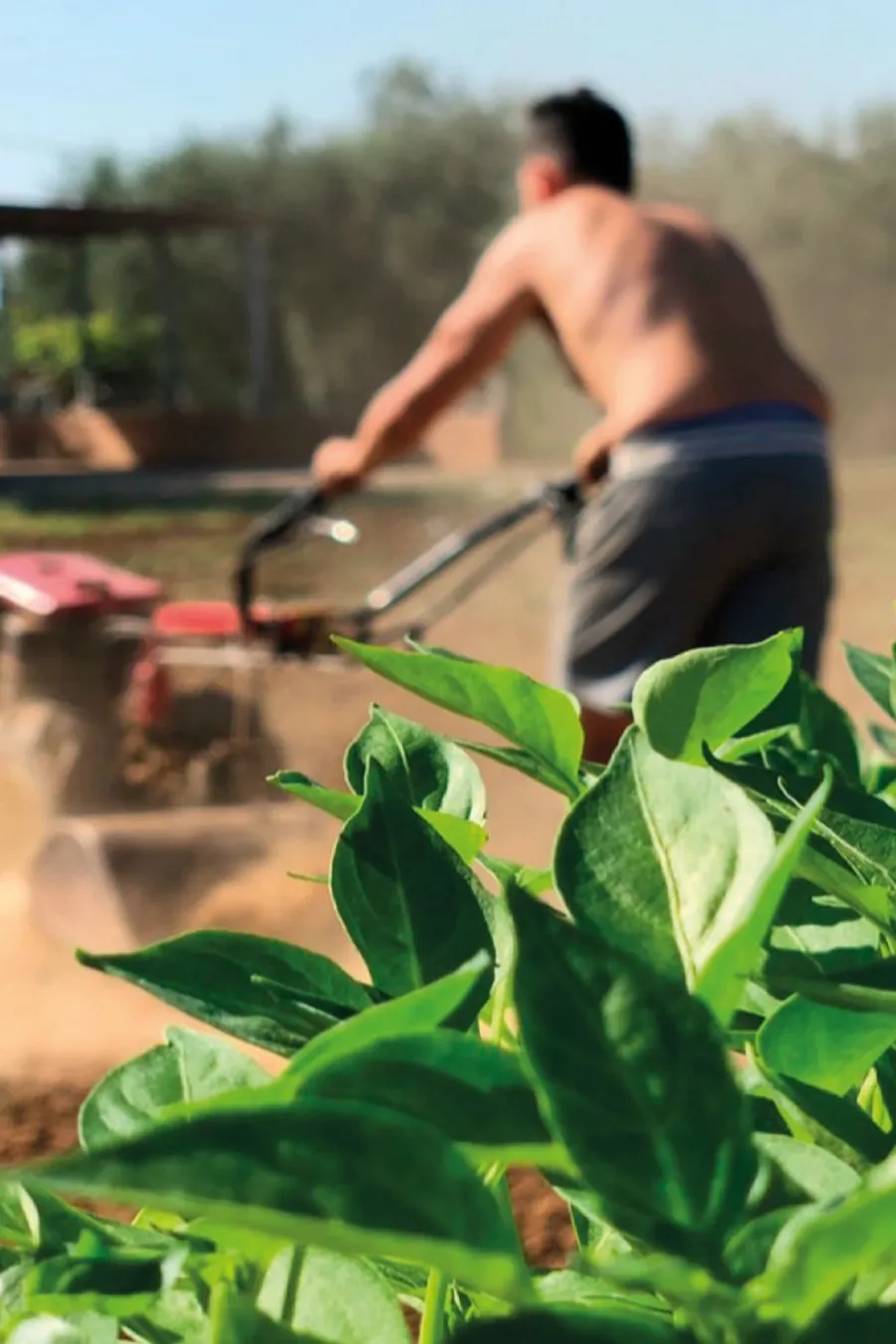 Piante di peperone in primo piano e lavorazione della terra sullo sfondo