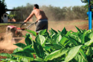 Piante di Peperoncini piccanti come mamma l'ha fatto Piante di Peperoncini piccanti come mamma l'ha fatto